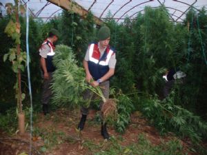 GAZİPAŞA'DA 1.500 KÖK HİNT KENEVİRİ 