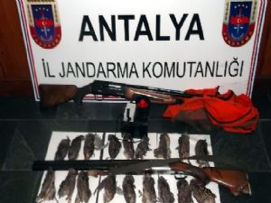 <font color=red>ALANYA'DA KAÇAK BILDIRCIN AVCILARI </font>
