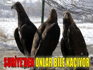 SURİYEDEN ONLAR BİLE KAÇIYOR !