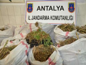 SERİK'TE UYUŞTURUCU OPERASYONU