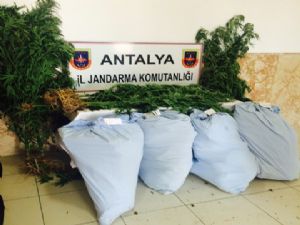 ANTALYA JANDARMA'DAN ORMAN'A OPERASYON