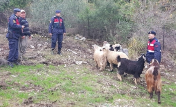 KUMLUCADA'Kİ KAYIP KEÇİLER BULUNDU